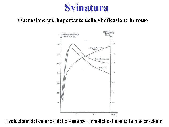 Svinatura Operazione più importante della vinificazione in rosso Evoluzione del colore e delle sostanze Svinatura Operazione più importante della vinificazione in rosso Evoluzione del colore e delle sostanze