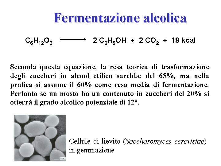 Fermentazione alcolica C 6 H 12 O 6 2 C 2 H 5 OH Fermentazione alcolica C 6 H 12 O 6 2 C 2 H 5 OH