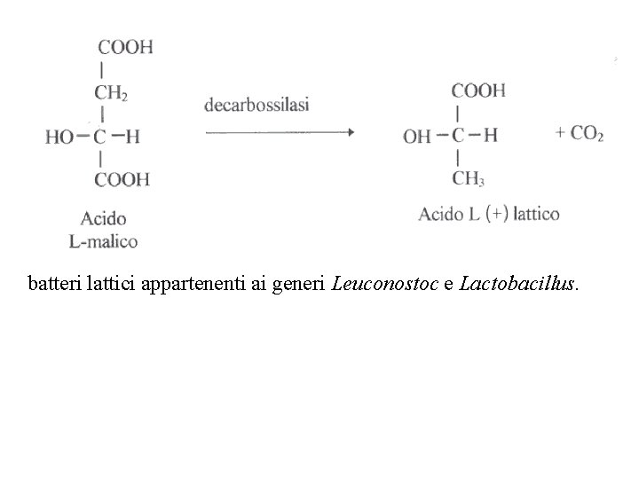 batteri lattici appartenenti ai generi Leuconostoc e Lactobacillus. batteri lattici appartenenti ai generi Leuconostoc e Lactobacillus.