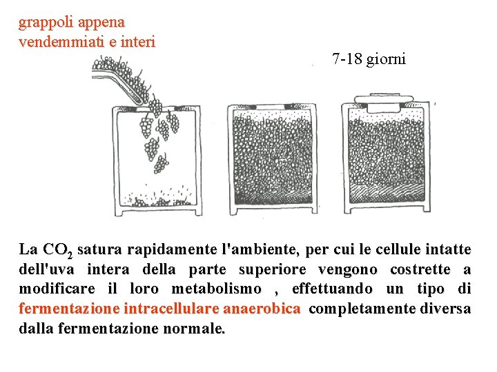 grappoli appena vendemmiati e interi 7 -18 giorni La CO 2 satura rapidamente l'ambiente, grappoli appena vendemmiati e interi 7 -18 giorni La CO 2 satura rapidamente l'ambiente,