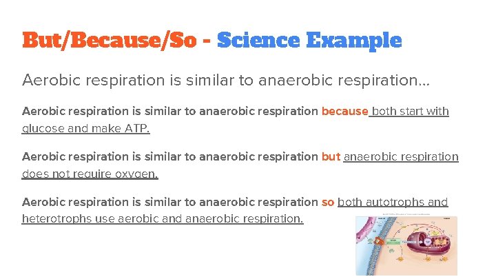 But/Because/So - Science Example Aerobic respiration is similar to anaerobic respiration… Aerobic respiration is