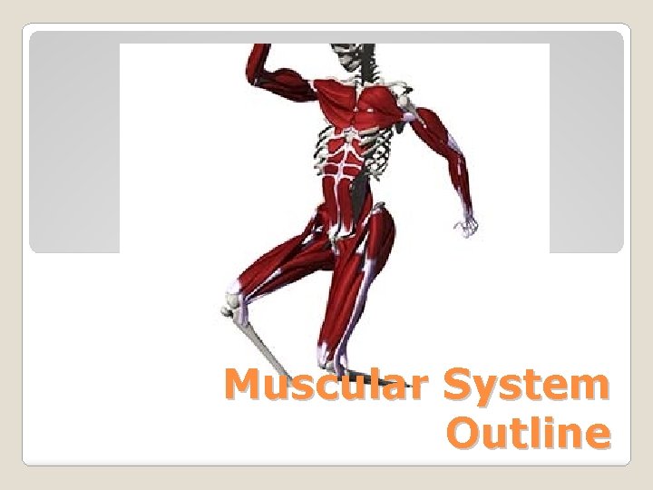 Muscular System Outline 