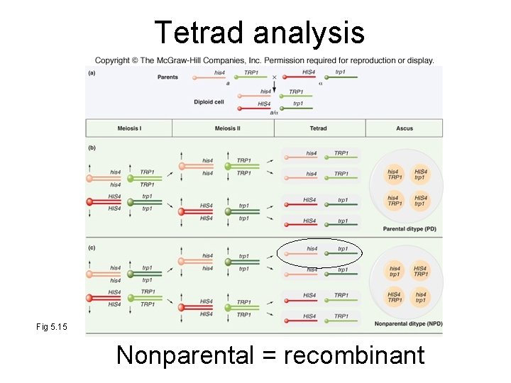 Tetrad analysis Fig 5. 15 Nonparental = recombinant 