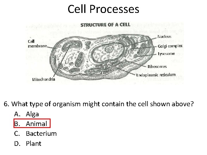 Cell Processes 6. What type of organism might contain the cell shown above? A. Cell Processes 6. What type of organism might contain the cell shown above? A.