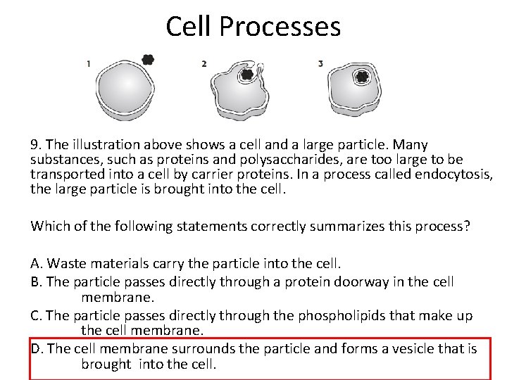 Cell Processes 9. The illustration above shows a cell and a large particle. Many Cell Processes 9. The illustration above shows a cell and a large particle. Many
