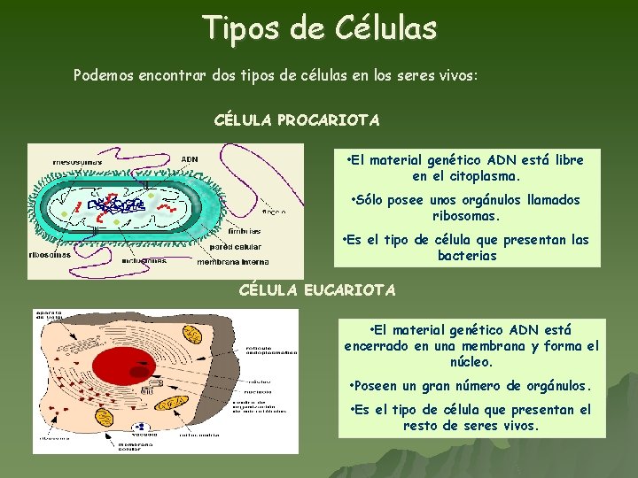 Tipos de Células Podemos encontrar dos tipos de células en los seres vivos: CÉLULA