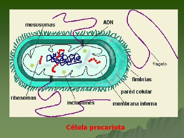 Célula procariota 