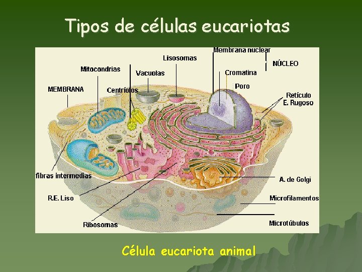 Tipos de células eucariotas Célula eucariota animal 