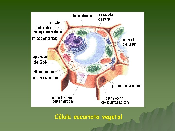 Célula eucariota vegetal 