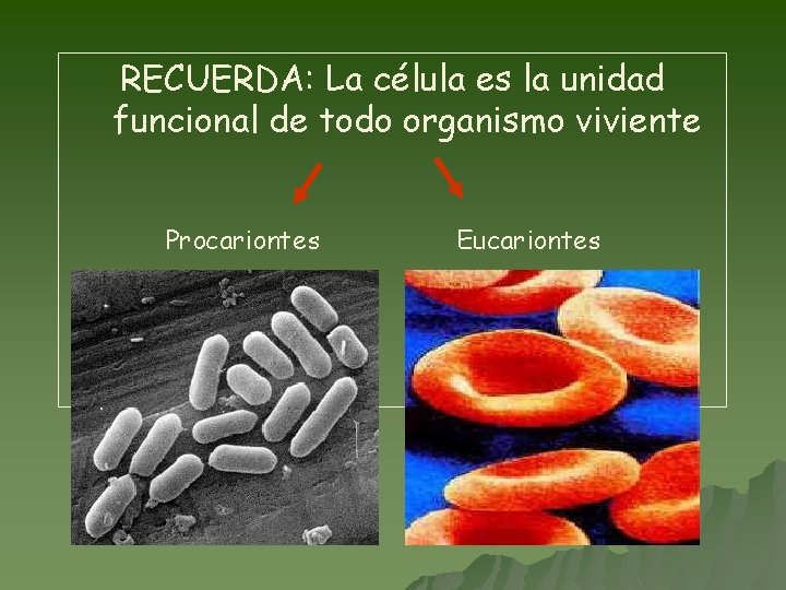 RECUERDA: La célula es la unidad funcional de todo organismo viviente Procariontes Eucariontes 