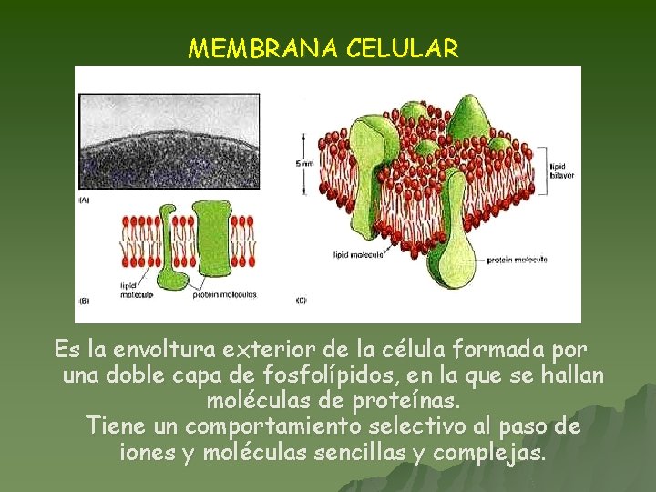 MEMBRANA CELULAR Es la envoltura exterior de la célula formada por una doble capa