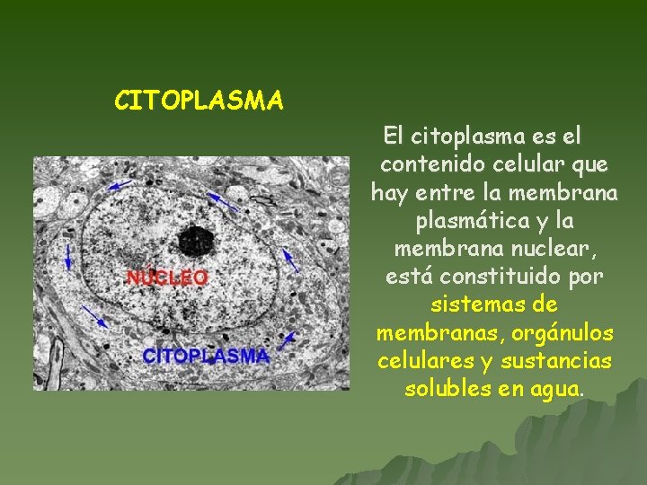 CITOPLASMA El citoplasma es el contenido celular que hay entre la membrana plasmática y