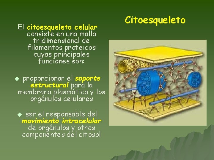 El citoesqueleto celular consiste en una malla tridimensional de filamentos proteicos cuyas principales funciones