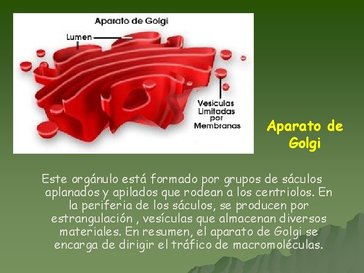 Aparato de Golgi Este orgánulo está formado por grupos de sáculos aplanados y apilados