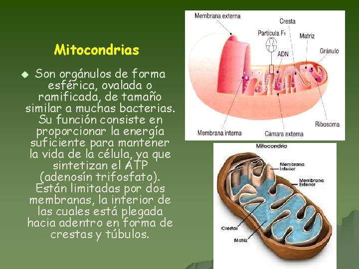 Mitocondrias Son orgánulos de forma esférica, ovalada o ramificada, de tamaño similar a muchas
