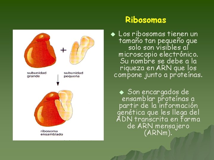 Ribosomas Los ribosomas tienen un tamaño tan pequeño que solo son visibles al microscopio