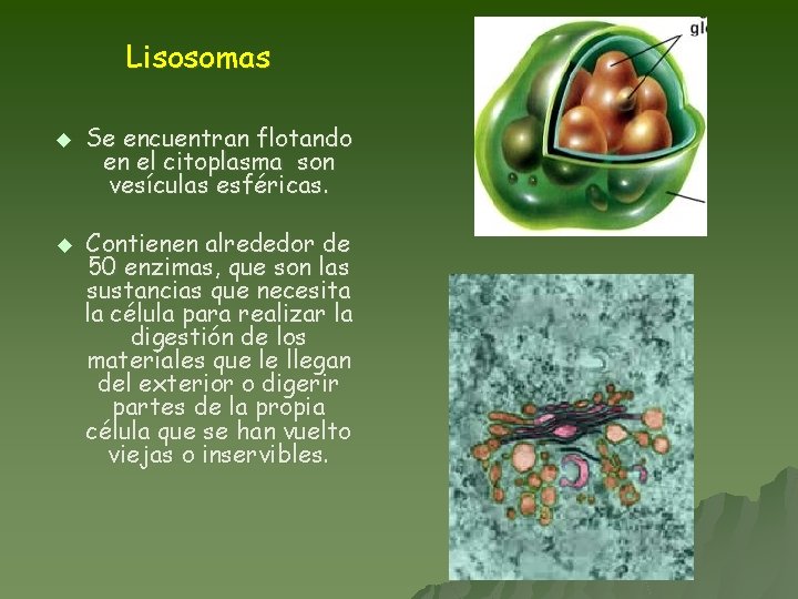 Lisosomas u u Se encuentran flotando en el citoplasma son vesículas esféricas. Contienen alrededor