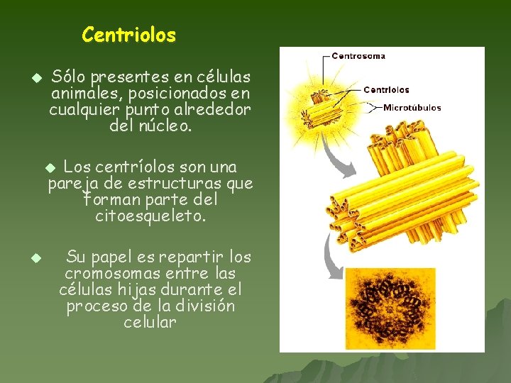 Centriolos u Sólo presentes en células animales, posicionados en cualquier punto alrededor del núcleo.