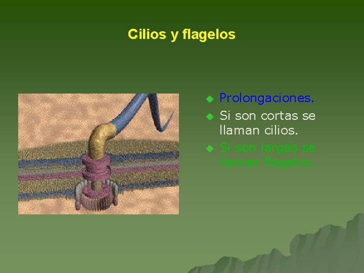 Cilios y flagelos u u u Prolongaciones. Si son cortas se llaman cilios. Si