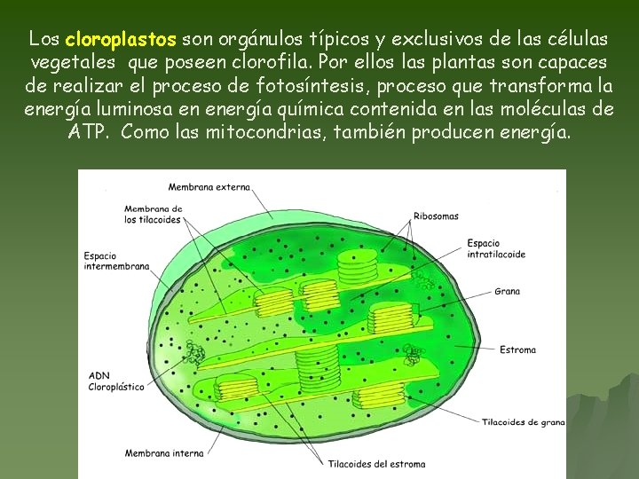 Los cloroplastos son orgánulos típicos y exclusivos de las células vegetales que poseen clorofila.