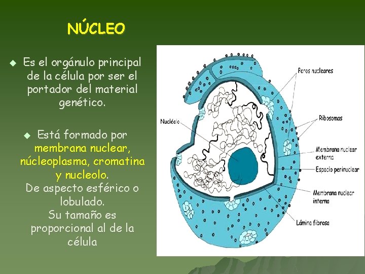 NÚCLEO u Es el orgánulo principal de la célula por ser el portador del