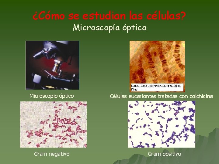 ¿Cómo se estudian las células? Microscopía óptica Microscopio óptico Gram negativo Células eucariontes tratadas