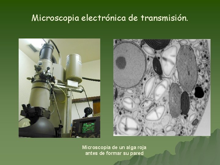 Microscopia electrónica de transmisión. Microscopia de un alga roja antes de formar su pared