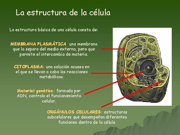 La estructura de la célula La estructura básica de una célula consta de: MEMBRANA