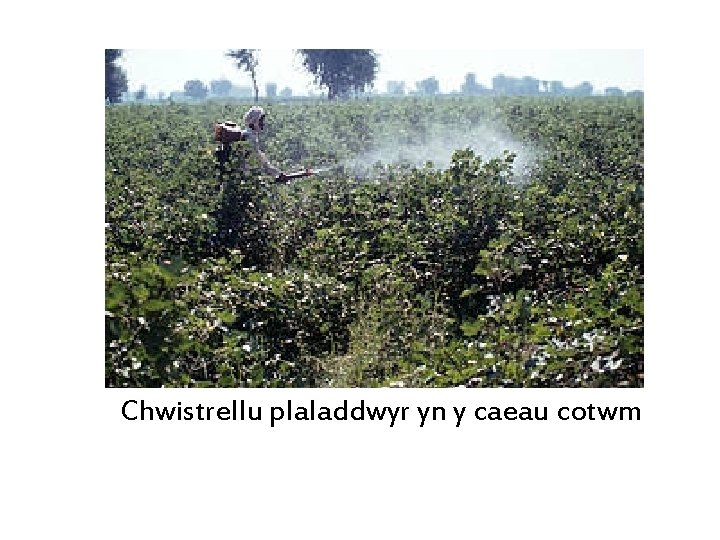 Chwistrellu plaladdwyr yn y caeau cotwm 