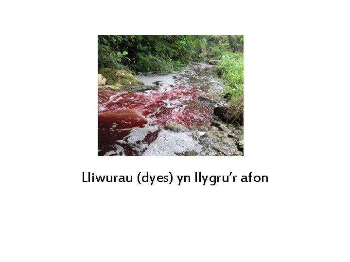 Lliwurau (dyes) yn llygru’r afon 