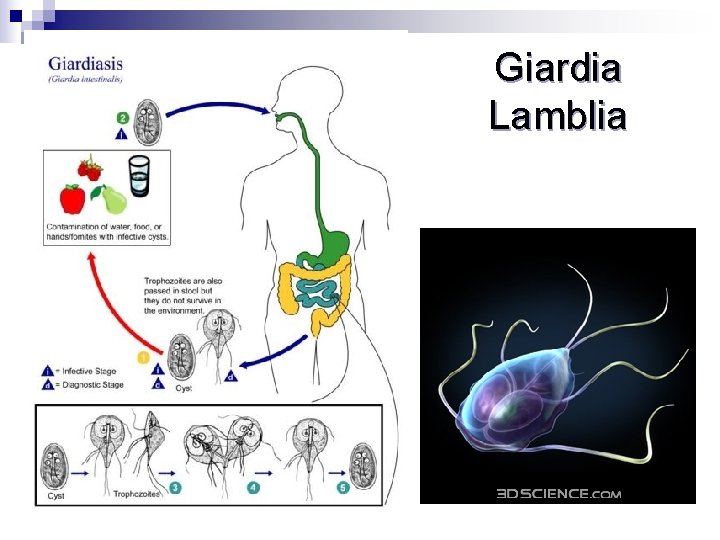 Infecția cu Giardia poate afecta pe oricine