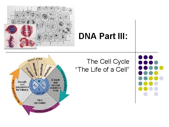 DNA Part III: The Cell Cycle “The Life of a Cell” 