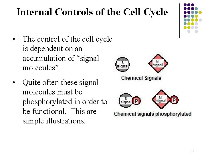 Internal Controls of the Cell Cycle • The control of the cell cycle is