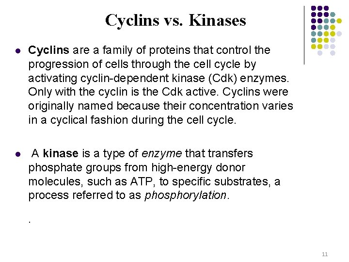 Cyclins vs. Kinases l Cyclins are a family of proteins that control the progression