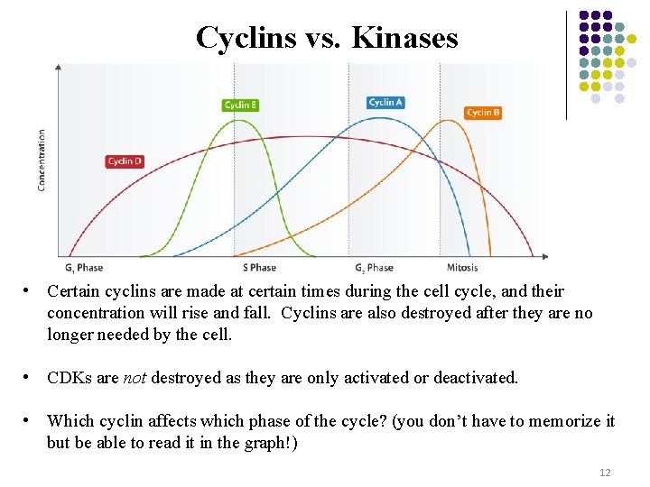 Cyclins vs. Kinases • Certain cyclins are made at certain times during the cell
