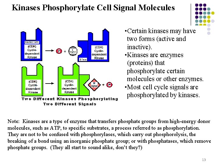 Kinases Phosphorylate Cell Signal Molecules • Certain kinases may have two forms (active and