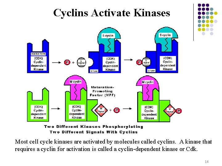 Cyclins Activate Kinases Most cell cycle kinases are activated by molecules called cyclins. A