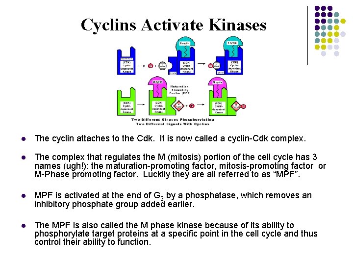 Cyclins Activate Kinases l The cyclin attaches to the Cdk. It is now called