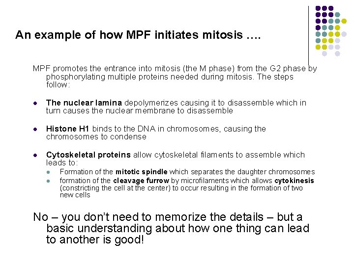 An example of how MPF initiates mitosis …. MPF promotes the entrance into mitosis
