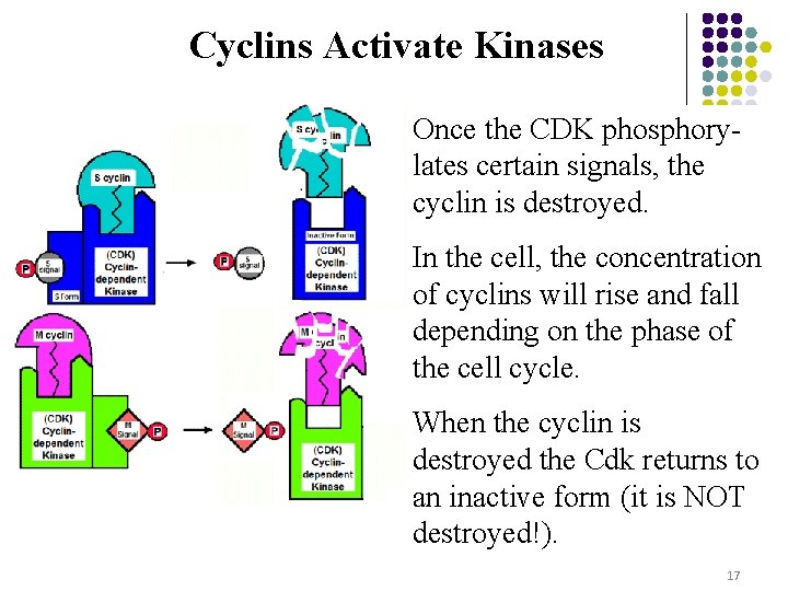 Cyclins Activate Kinases Once the CDK phosphorylates certain signals, the cyclin is destroyed. In