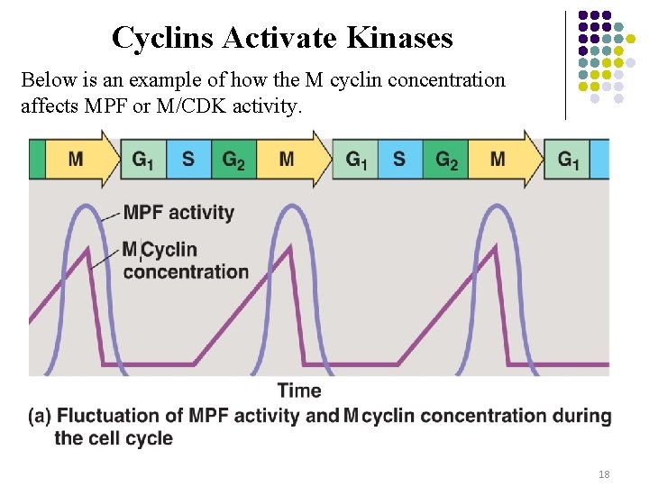 Cyclins Activate Kinases Below is an example of how the M cyclin concentration affects