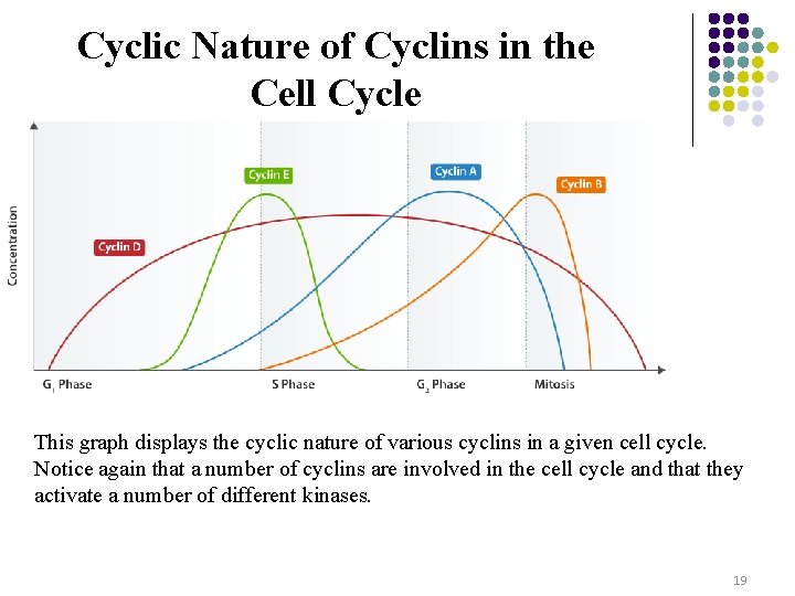 Cyclic Nature of Cyclins in the Cell Cycle This graph displays the cyclic nature