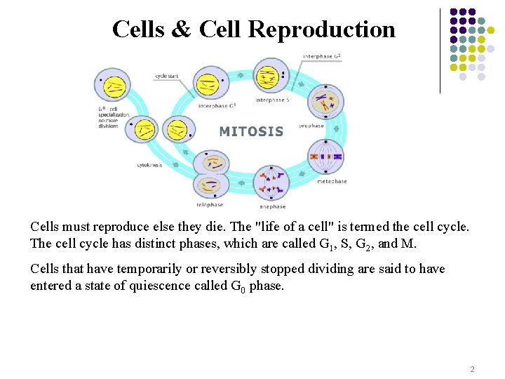 Cells & Cell Reproduction Cells must reproduce else they die. The "life of a