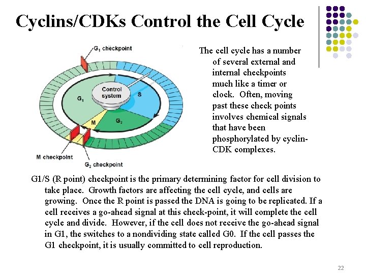 Cyclins/CDKs Control the Cell Cycle The cell cycle has a number of several external