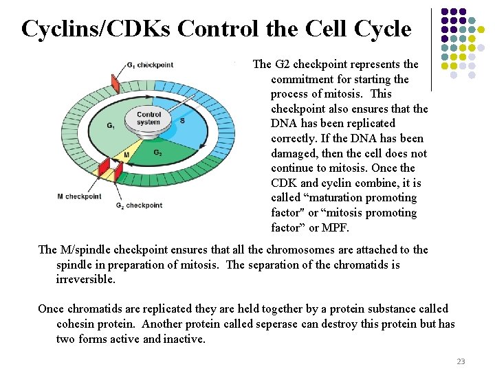 Cyclins/CDKs Control the Cell Cycle The G 2 checkpoint represents the commitment for starting