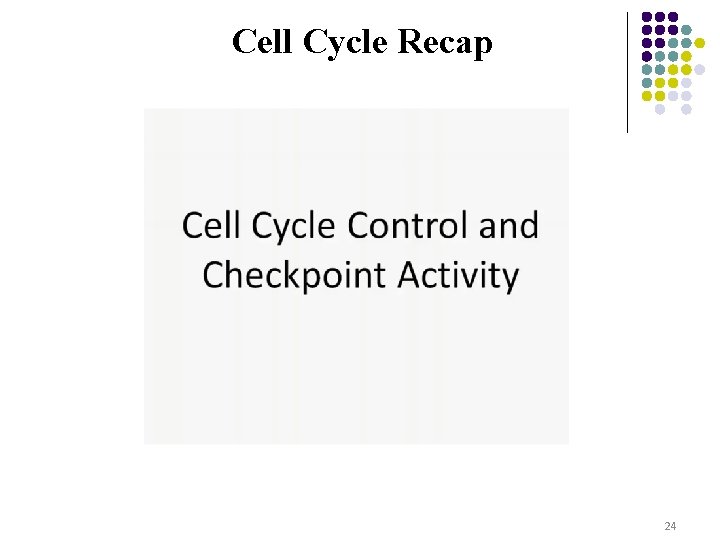 Cell Cycle Recap 24 