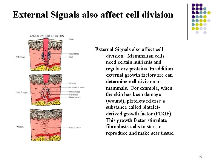 External Signals also affect cell division. Mammalian cells need certain nutrients and regulatory proteins.