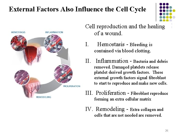 External Factors Also Influence the Cell Cycle Cell reproduction and the healing of a