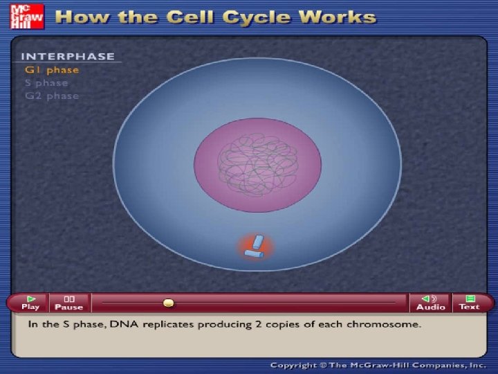 S of the Cell Cycle 28 