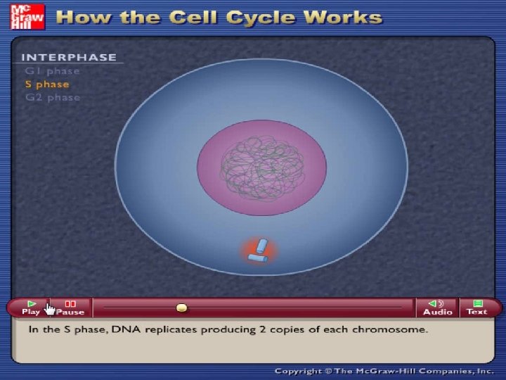 G 2 Phase of the Cell Cycle 29 